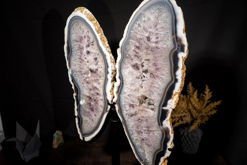 Large White & Blue Lace Agate Butterfly Wings Geode - E2D Crystals & Minerals